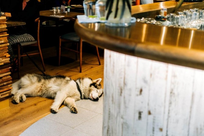 śpiący pies w restauracji